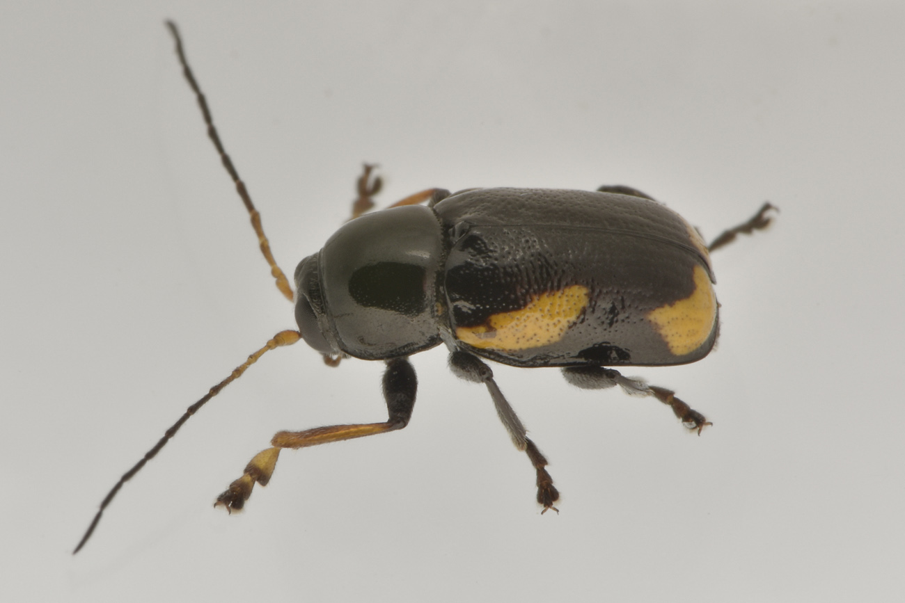 Chrysomelidae: Cryptocephalus stragula? S, maschio.